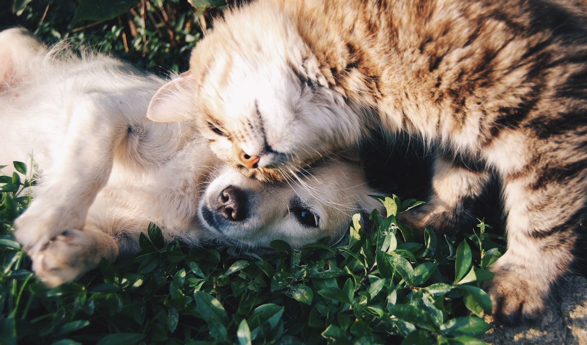 Seguro de salud para mascotas — perros y gatos protegidos